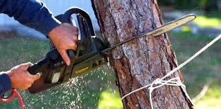 Why Choose Our Tree Removal Services in Horse Pasture, VA?